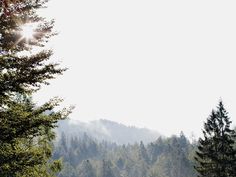 the sun shines brightly through the trees in front of some hills and pine trees