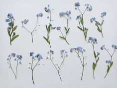 blue flowers are arranged on a white surface