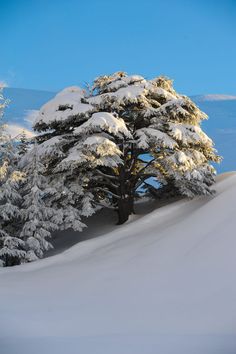 snow covered trees on the side of a snowy hill with blue skies in the background