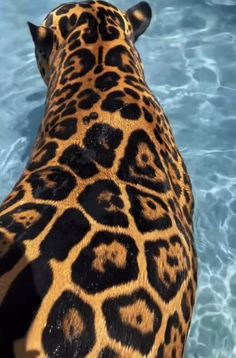 the back end of a giraffe's head in clear, blue water