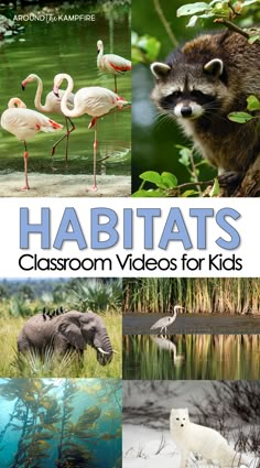 the cover of habitats classroom videos for kids with pictures of animals, birds and plants