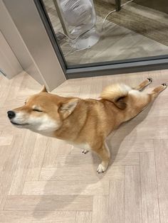 a dog standing on the floor looking up at something in front of it's reflection