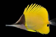 a yellow and black fish on a black background