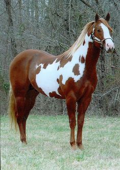 a brown and white horse standing on top of a grass covered field next to trees