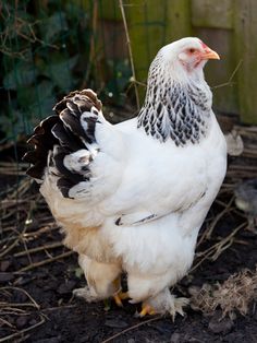 a white and black chicken standing on top of dirt next to a wooden fenced in area