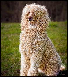 a shaggy dog sitting in the grass with its head turned to look like it is looking at something