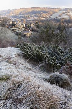 frosted grass and bushes on the side of a hill with houses in the background