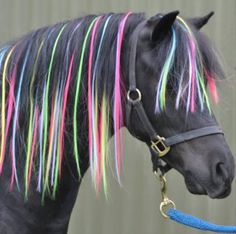 a black horse with multi - colored manes on it's head and neck