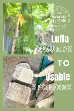 two pictures with the words luffa gourds to usable sponges