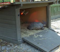 a tortoise crawling out of its enclosure at the zoo with it's light on