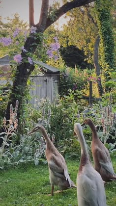 two geese are standing in the grass near some trees and bushes with purple flowers behind them