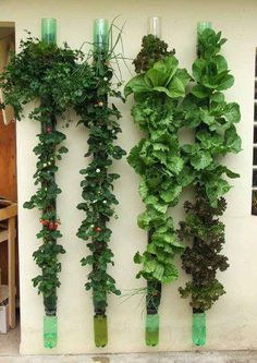 three green plants are hanging on the side of a building