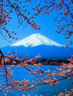 the mountain is covered with snow and cherry blossoms in front of a body of water