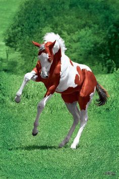 a red and white horse is running through the grass with trees in the back ground