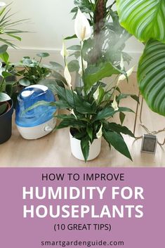 houseplants with text overlay how to improve humidity for houseplants