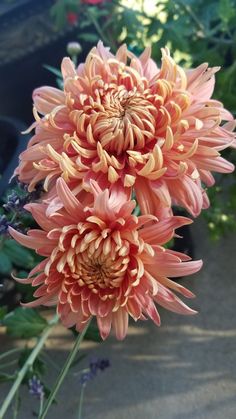 some pink flowers are in a pot on the ground