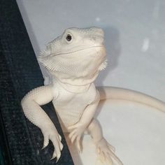 a white lizard sitting on top of a counter