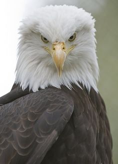 an eagle with white and brown feathers is looking at the camera