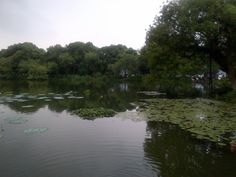 a body of water with lily pads floating on it's surface and trees in the background