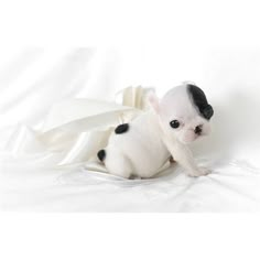 a small white and black dog sitting on top of a bed next to a blanket