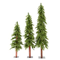 three tall pine trees are shown on a white background