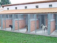 several dogs are in their kennels at the dog boarding facility, which is fenced off