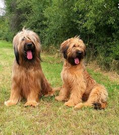 two shaggy haired dogs sitting in the grass