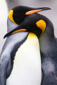 two penguins hugging each other with their beaks covered in yellow and black feathers, one penguin has its head on another's back