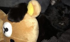 a black cat laying next to a stuffed animal