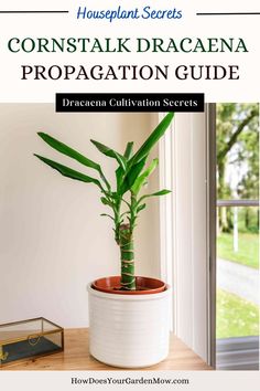 cornstalk dracaena propagation