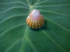 Aloha!  This is a beautiful Hawaiian Sunrise Shell Ring with a smooth, seamless Sterling Silver Bezel and Sterling Silver Patterned Ring Shank.  Collected and crafted on the stunning North Shore of Kauai.  22mm Shell.  Size 7 Sunrise Shell, Ring Shank, Shell Ring, Pattern Ring, Kauai Hawaii, North Shore, Kauai, Rings Statement, Statement Rings