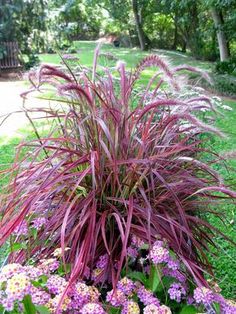 purple flowers and green grass in a garden