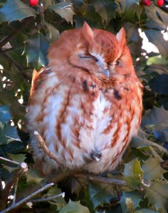 an owl is sitting in a tree with berries on it's branches and eyes closed