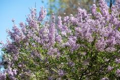 purple flowers are blooming in the trees