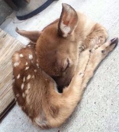 a baby deer is curled up on the floor