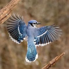 Blue Jay: A Detailed Guide of Blue Jay Bird. All information, facts, and pictures of the Blue Jay bird breed. Bird Breeds, Blue Jay Bird, Jay Bird, Pretty Animals, Exotic Birds, Bird Drawings