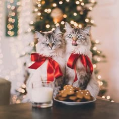 two cats sitting next to each other in front of a christmas tree with cookies and milk