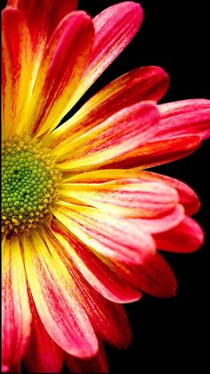 a red and yellow flower with green center on a black background in close up view