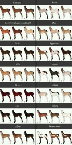 the different types of horses are shown in this chart, and each horse has its own color