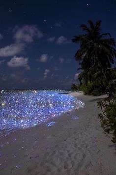 the beach is covered in hundreds of glowing stars and small white clouds, while palm trees line the shore