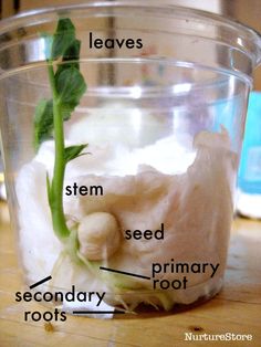 the parts of a plant in a plastic container on a wooden table with labels labeled