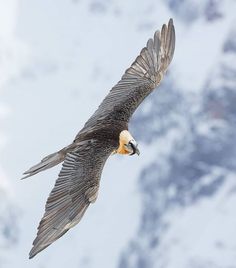 a large bird flying through the air with it's wings spread