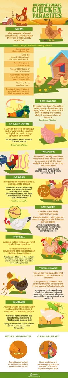 an info sheet with different types of food