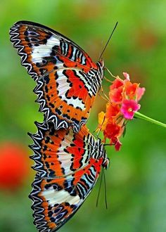 an orange and black butterfly sitting on top of a flower