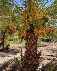 a palm tree filled with lots of green fruit hanging from it's branches in the desert