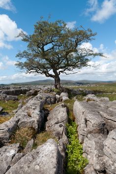 a lone tree is growing out of the rocks