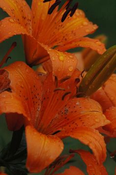 an orange flower with water droplets on it