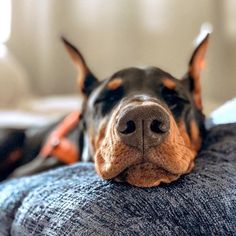 a black and brown dog laying on top of a couch