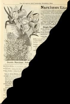 an old newspaper page with flowers in the center and words below it that read narcissus battered