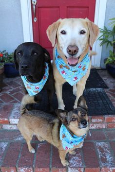 three dogs wearing bandanas standing in front of a door